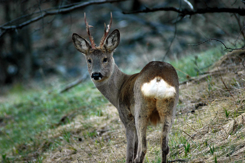 QUIZ:  INDOVINA L''UNGULATO!!! (per i non 